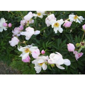 Paeonia lactiflora 'Nymphe'-Illatos bazsarózsa