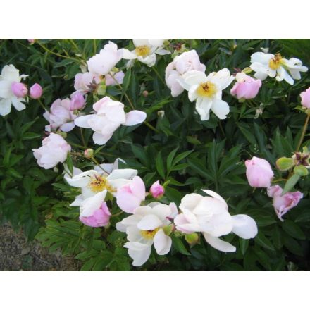 Paeonia lactiflora 'Nymphe'-Illatos bazsarózsa