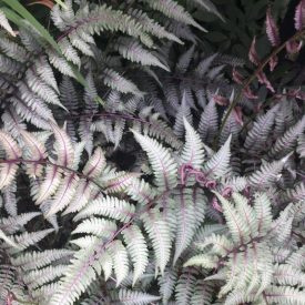 Anisocampium nippon 'Regal Red'-Hölgy páfrány