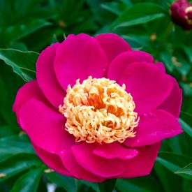 Paeonia lactiflora 'Le Charme'-Illatos bazsarózsa