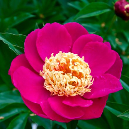 Paeonia lactiflora 'Le Charme'-Illatos bazsarózsa