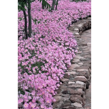 Oenothera speciosa 'Siskiyou'-Pompás ligetszépe