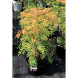 Sorbaria sorbifolia Sem®-Tollas gyöngyvessző