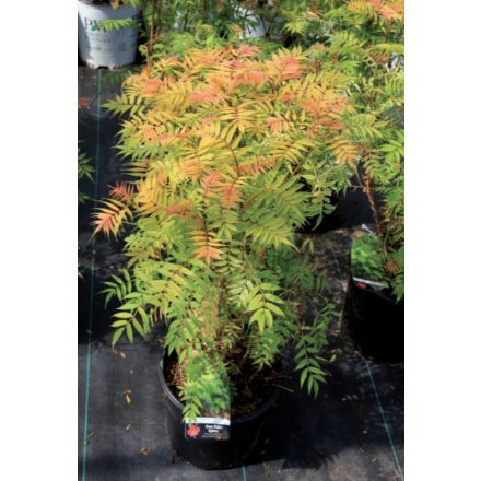 Sorbaria sorbifolia Sem®-Tollas gyöngyvessző