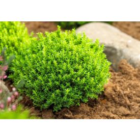 Hebe carnosula Green Globe (Emerald Gem)-Cserjés veronika