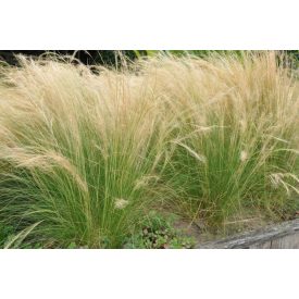   Stipa tenuissima 'Pony Tails'-Mexikói árvalányhaj