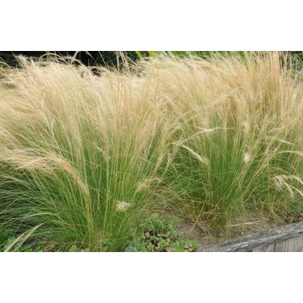 Stipa tenuissima 'Pony Tails'-Mexikói árvalányhaj