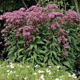 Eutrochium dubium 'Baby Joe'-Sédkender