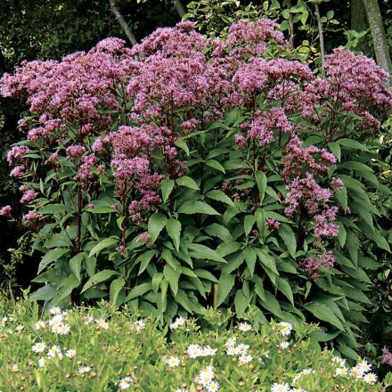 Eutrochium dubium 'Baby Joe'-Sédkender