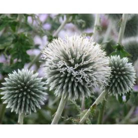 Echinops bannaticus 'Star frost'-Szamárkenyér