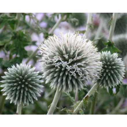 Echinops bannaticus 'Star frost'-Szamárkenyér