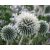 Echinops bannaticus 'Star frost'-Szamárkenyér