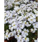 Aubrieta gracilis 'Florado WHite-Pázsitviola
