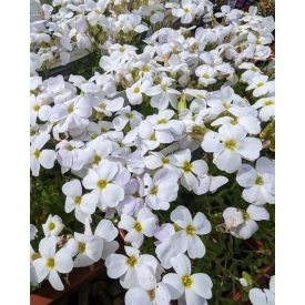 Aubrieta gracilis 'Florado WHite-Pázsitviola