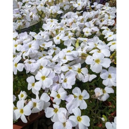 Aubrieta gracilis 'Florado WHite-Pázsitviola