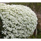 Aubrieta gracilis 'Florado WHite-Pázsitviola