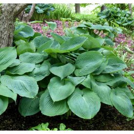 Hosta 'Big Daddy'-Árnyékliliom