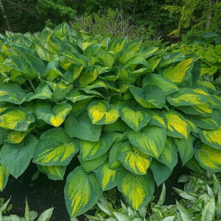 Hosta 'Pauls Glory'-Árnyékliliom