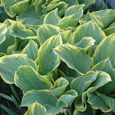 Hosta 'Sagae'-Árnyékliliom