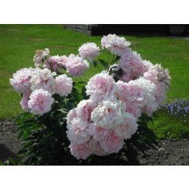 Paeonia 'Sarah Bernhardth'-Pünkösdirózsa