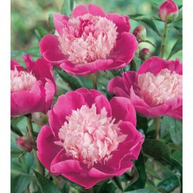 Paeonia 'Gay Paree'-Pünkösdirózsa