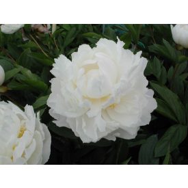 Paeonia 'Gardenia'-Pünkösdirózsa