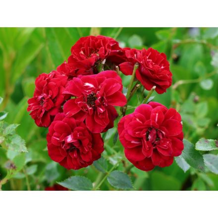 Rosa the fairy 'Rood'-Talajtakaró rózsa