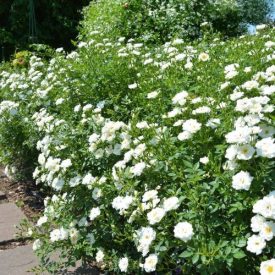 Rosa the fairy 'White'-Talajtakaró rózsa