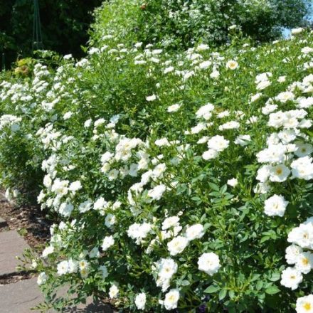 Rosa the fairy 'White'-Talajtakaró rózsa