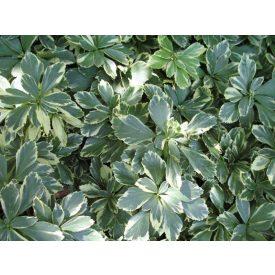   Pachysandra terminalis 'variegata'-Tarkalevelű japán kövérke