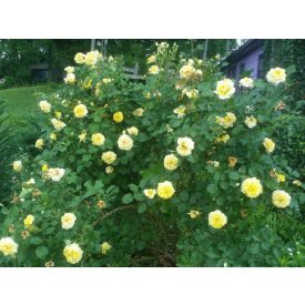 Rosa the fairy 'Golden Sun'-Talajtakaró rózsa