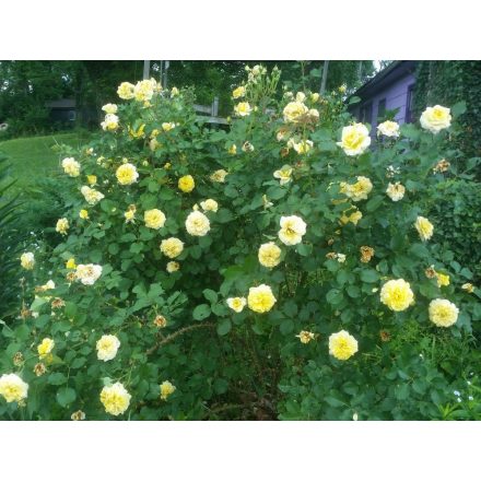 Rosa the fairy 'Golden Sun'-Talajtakaró rózsa