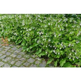 Symphytum 'Grandiglorum'-Nadálytő
