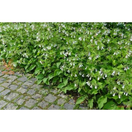 Symphytum 'Grandiglorum'-Nadálytő