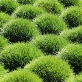 Festuca gautieri-Medveszőrcsenkesz
