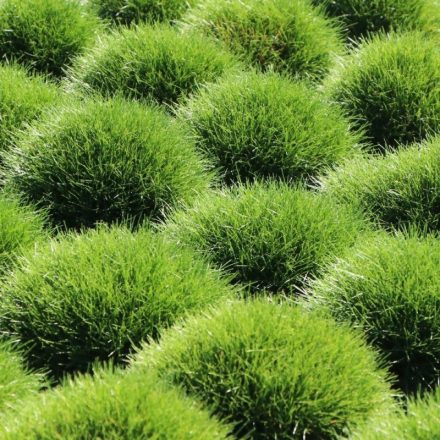 Festuca gautieri-Medveszőrcsenkesz