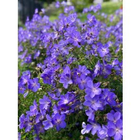 Geranium wallichianum 'Rozanne'-Gólyaorr
