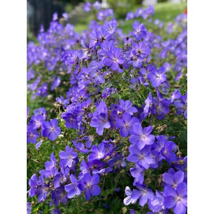 Geranium wallichianum 'Rozanne'-Gólyaorr