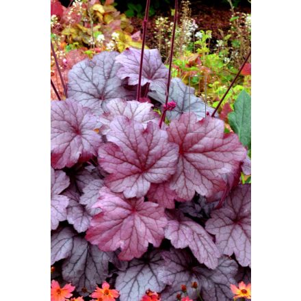 Heuchera 'Georgia Plum'-Tűzeső