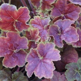 Heuchera REX 'Miracle'-Tűzeső
