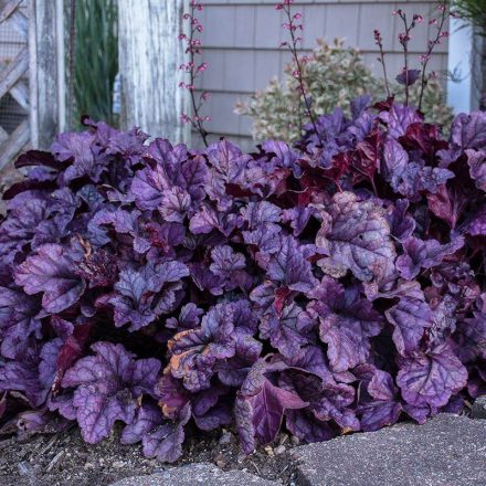 Heuchera 'Wildberry'-Tűzeső
