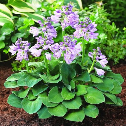 Hosta 'Blue Mouse Ears'-Árnyékliliom