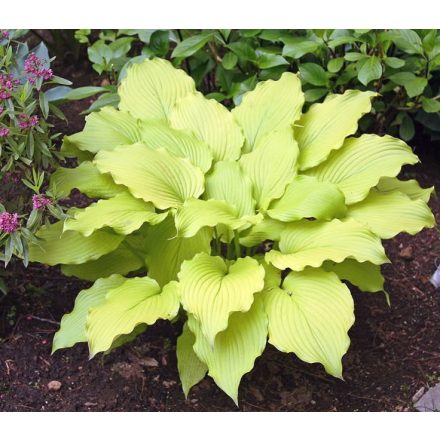 Hosta 'Dancing Queen'-Árnyékliliom