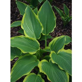 Hosta 'Yellow River'-Árnyékliliom