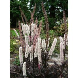   Actaea Simplex 'Pink spike'-Rózsaszín fürtös poloskavész