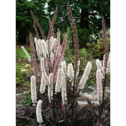 Actaea Simplex 'Pink spike'-Rózsaszín fürtös poloskavész