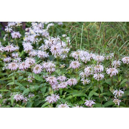 Monarda bradburiana-Méhbalzsam