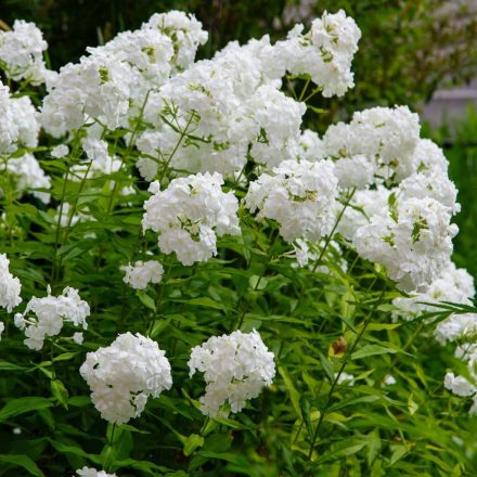 Phlox paniculata 'David'-Lángvirág