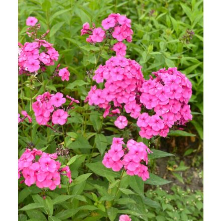 Phlox paniculata FLAME 'Pink'-Lángvirág