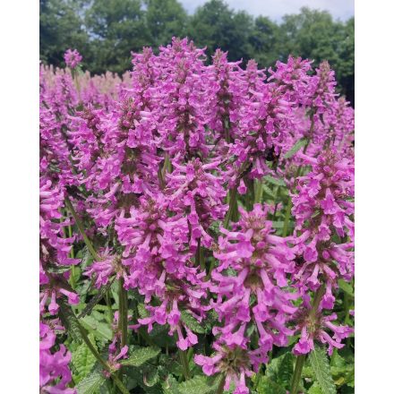 Stachys 'Summer Grapes'-Orvosi bakfű